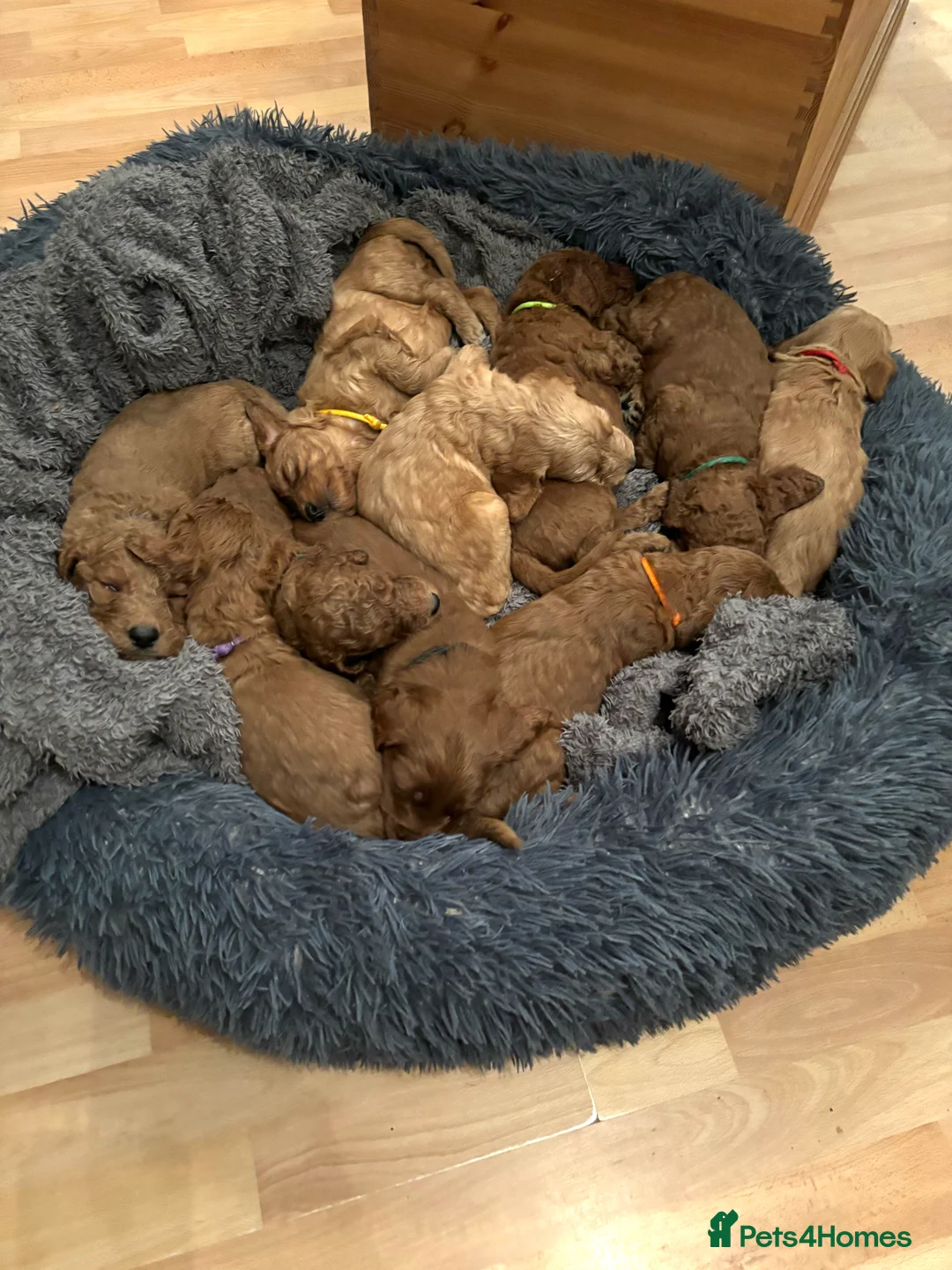 Irish Doodle dogs for stud: Gorgeous Deep Red Mini Irishdoodle for stud only in Totnes - Advert 18