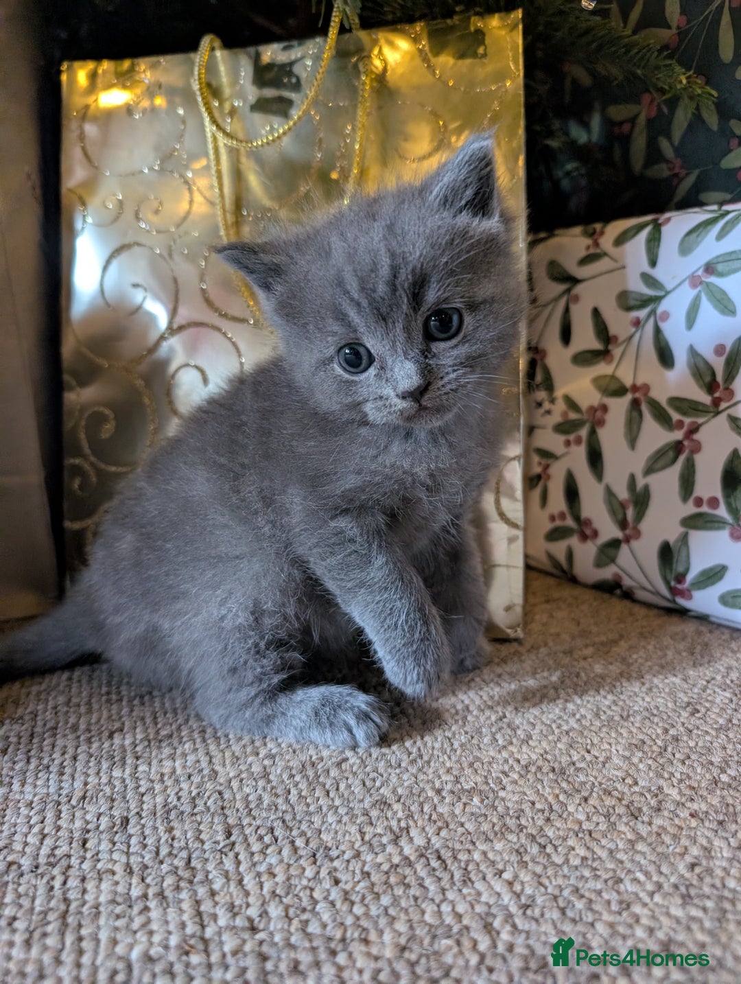 Mixed Breed cats for sale: Ragdoll X British short hair kittens  - Advert 4