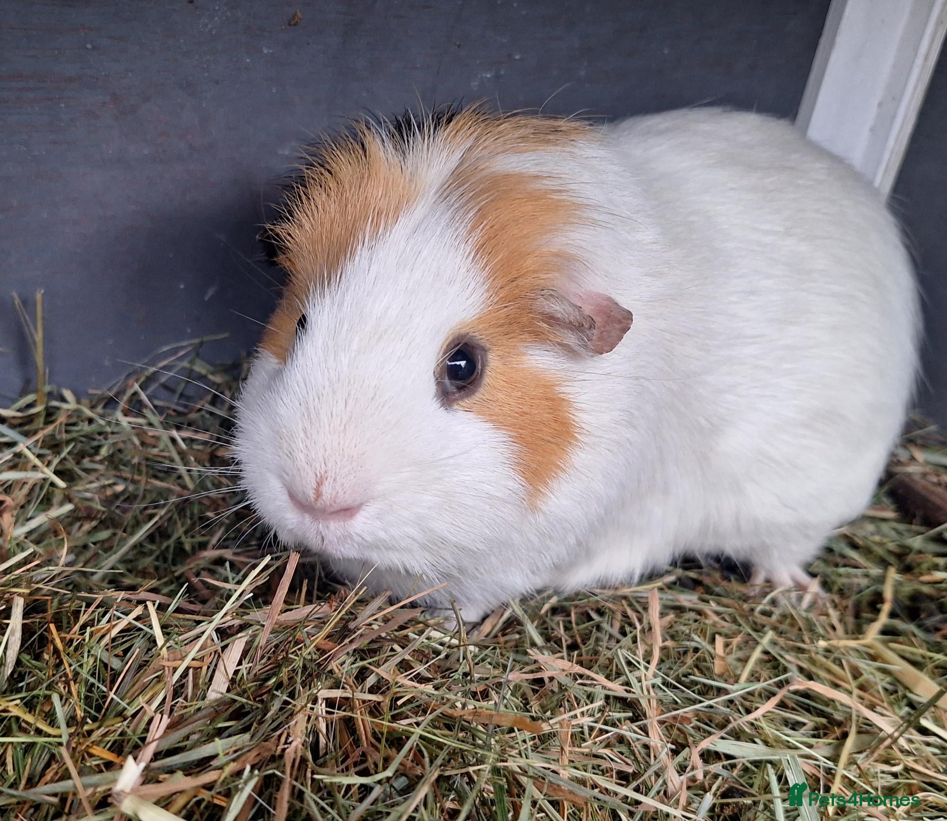Guinea Pig rodents Male guineapig  - Advert 1