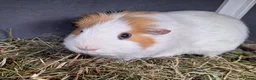 Guinea Pig rodents for sale: Male guineapig  - Advert 1