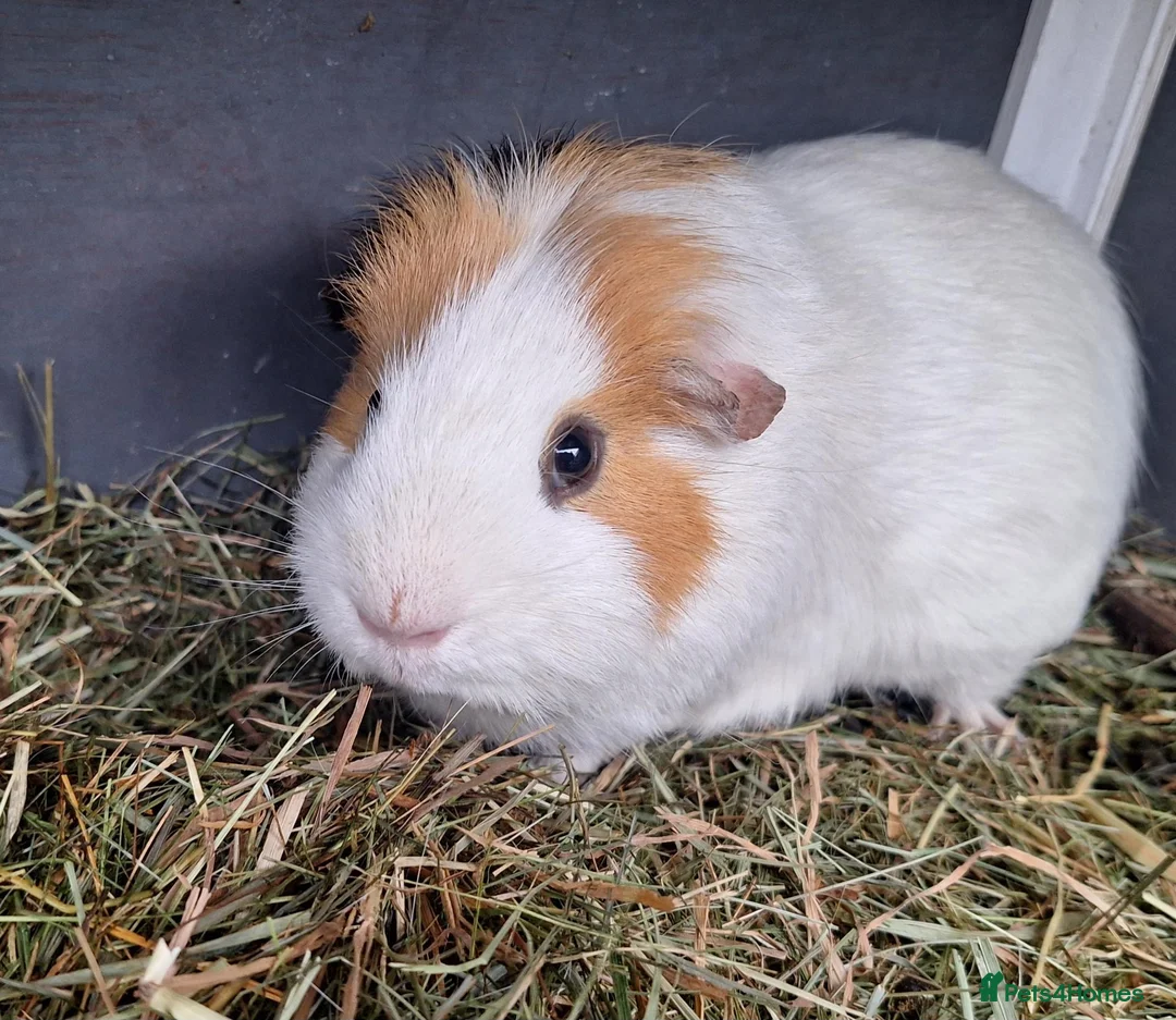 Guinea Pig rodents for sale: Male guineapig  - Advert 1