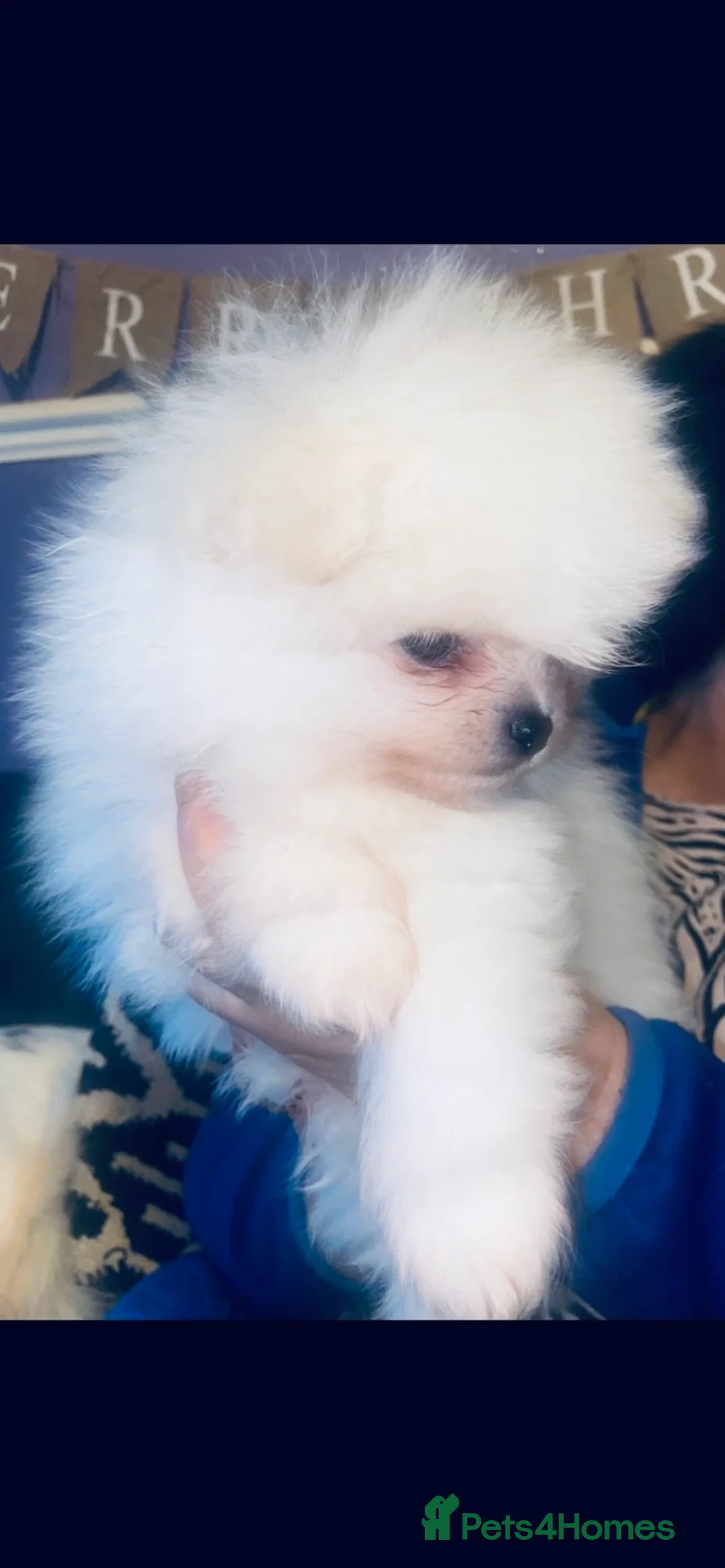 Pomeranian dogs for stud: Chaio Li Ya top champion lines stud dog kc reg in Ferryhill - Advert 7