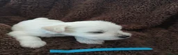 Miniature Schnauzer dogs for sale: Gorgeous kc registered miniature schnauzer puppies - Advert 14