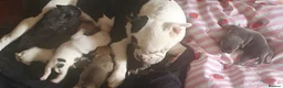 Mixed Breed dogs for sale: Beautiful Fringlish pups  - Advert 6