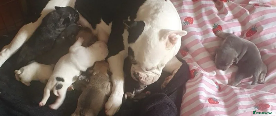Mixed Breed dogs for sale: Beautiful Fringlish pups  - Advert 6