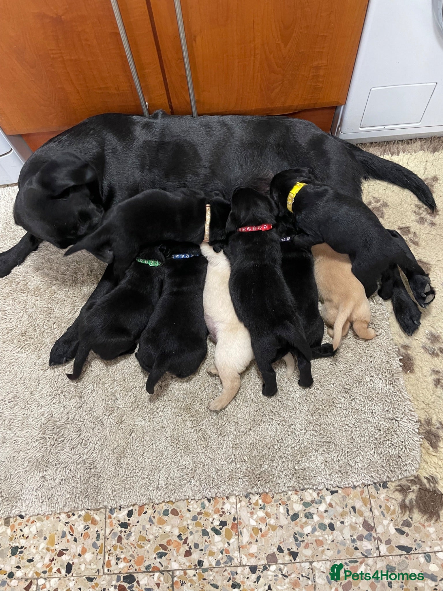 Labrador Retriever dogs Labrador retriever pups for sale - Advert 5