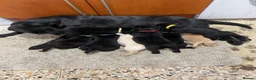 Labrador Retriever dogs for sale: Labrador retriever pups for sale - Advert 1