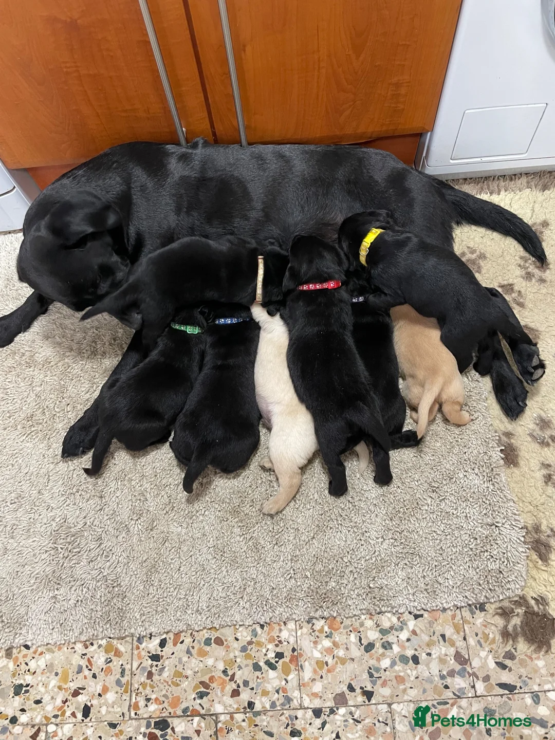 Labrador Retriever dogs for sale: Labrador retriever pups for sale - Advert 1