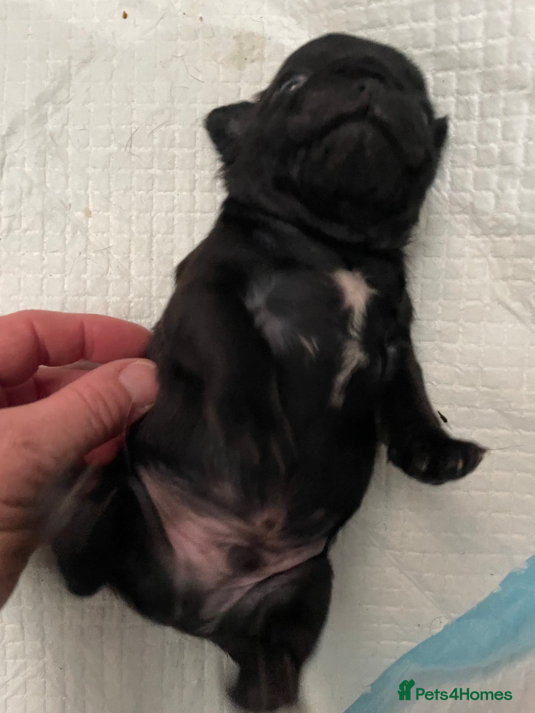 Pug dogs for sale: Two Baby Pugs  - Image 6
