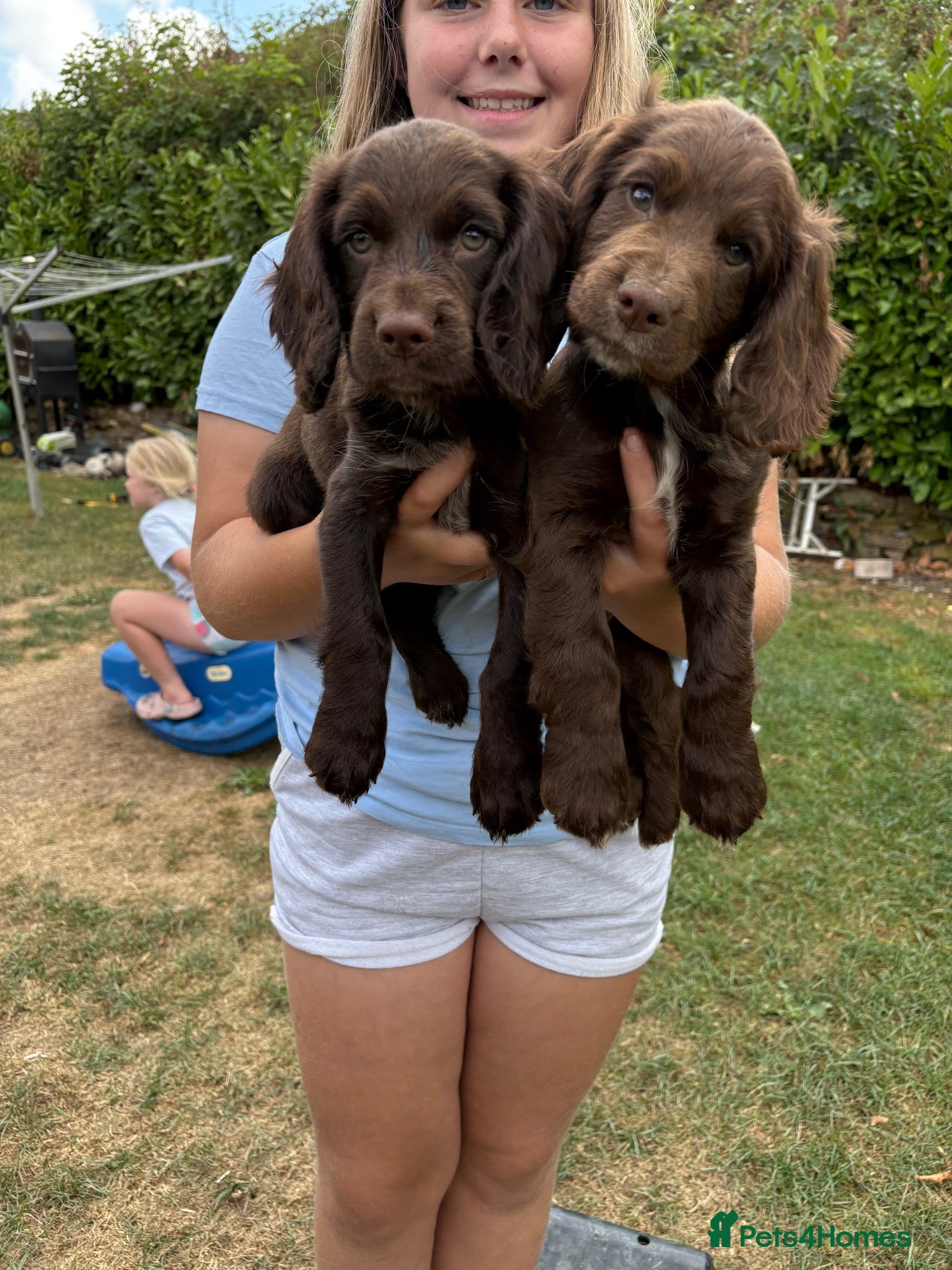 Cocker Spaniel dogs READY TO LEAVE! Working Cocker spaniels - Advert 1