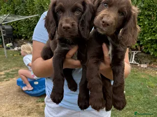 Cocker Spaniel dogs READY TO LEAVE! Working Cocker spaniels - Advert 1