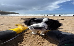 English Springer Spaniel dogs for sale: 5 month old female English springer spaniel  - Image 6