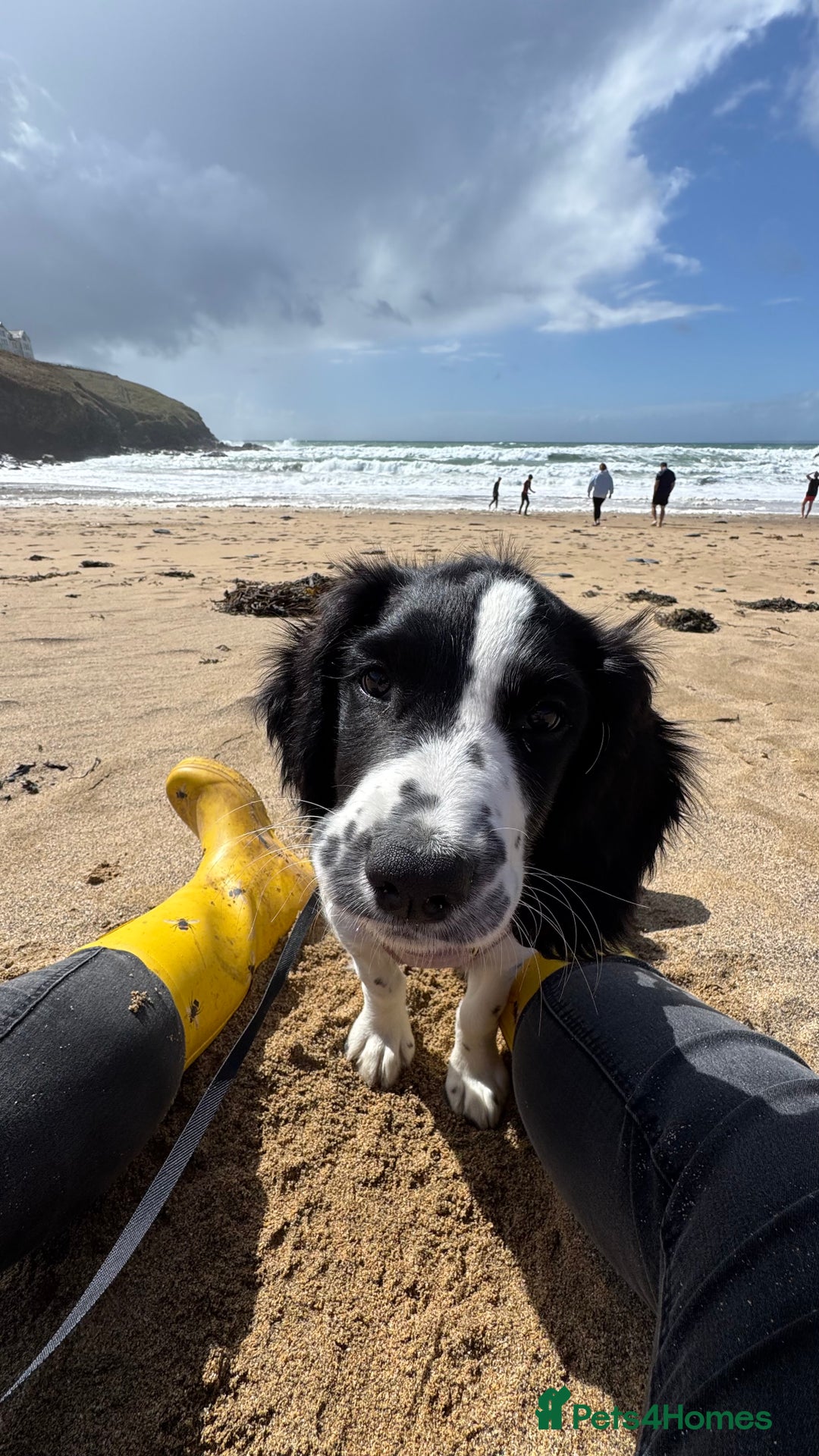 English Springer Spaniel dogs for sale: 5 month old female English springer spaniel  - Image 6