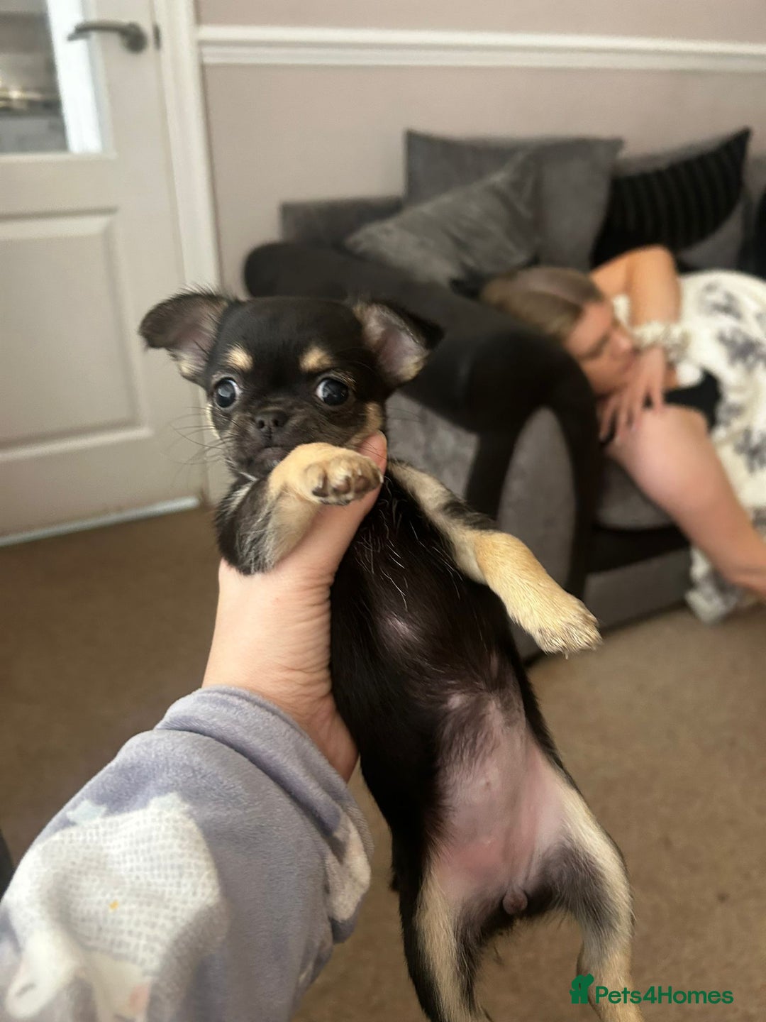 Chihuahua dogs for sale: Male and female Black and Tan Chihuahua puppies  - Advert 2