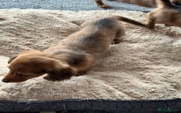 Miniature Dachshund dogs for sale: Longhaired shaded red puppies - Image 14