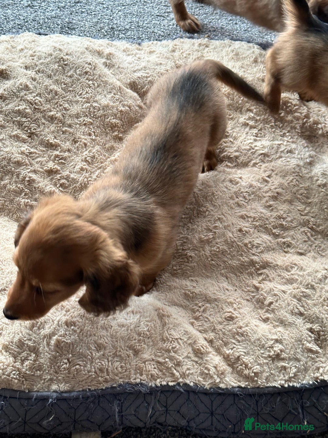 Miniature Dachshund dogs for sale: Longhaired shaded red puppies - Image 14