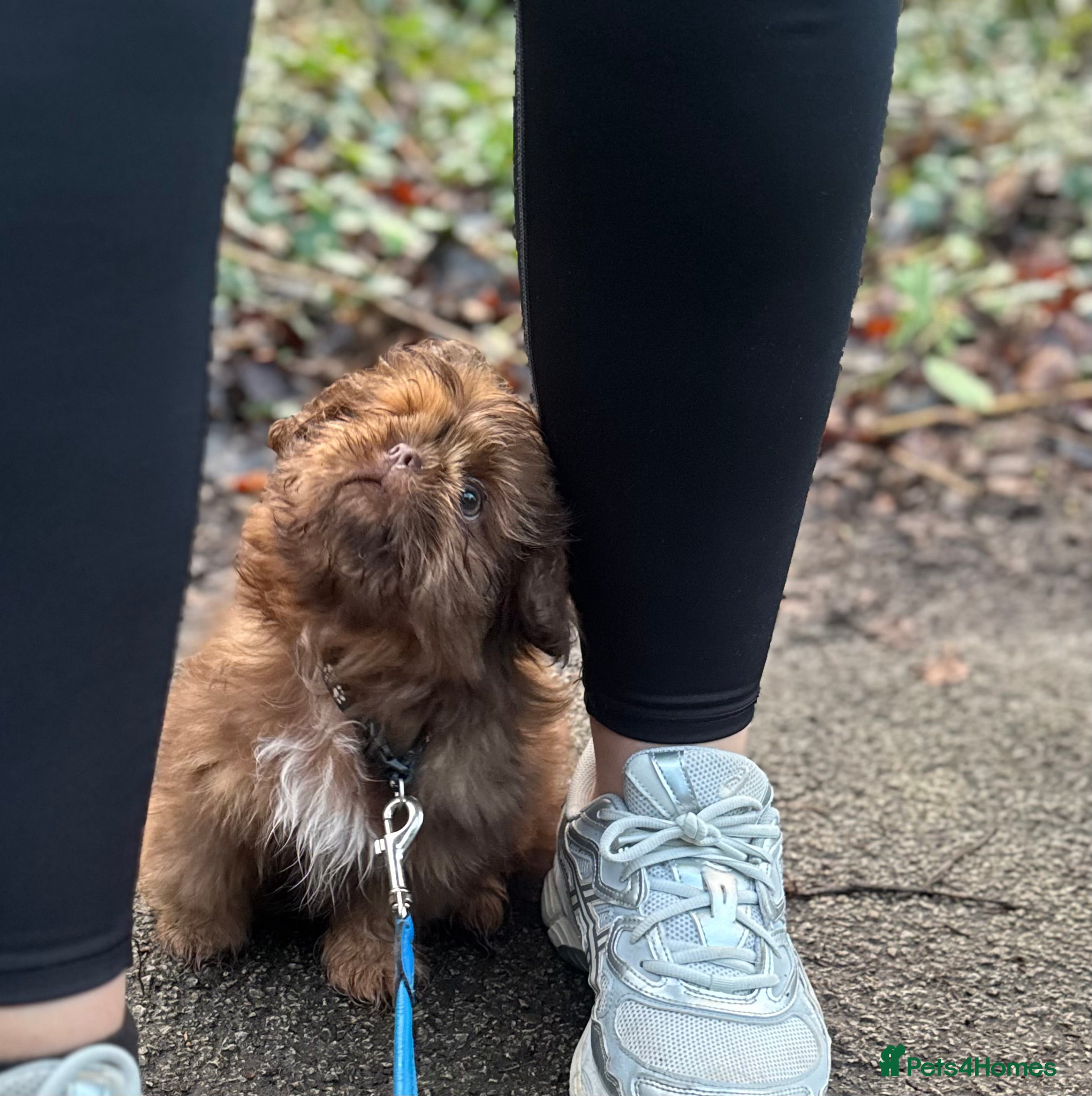 Shih Tzu dogs Chocolate imperial shihtzu puppies READY NOW - Advert 12