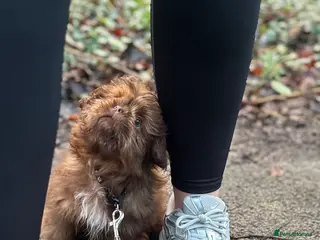 Shih Tzu dogs Chocolate imperial shihtzu puppies READY NOW - Advert 12