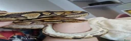 Python Snake reptiles for sale: Ball python for sale with vivarium  in Cambridge - Advert 4