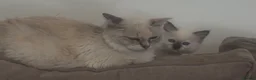 Ragdoll cats for sale: Ragdoll kittens GCCF champion breed show quality  - Advert 4