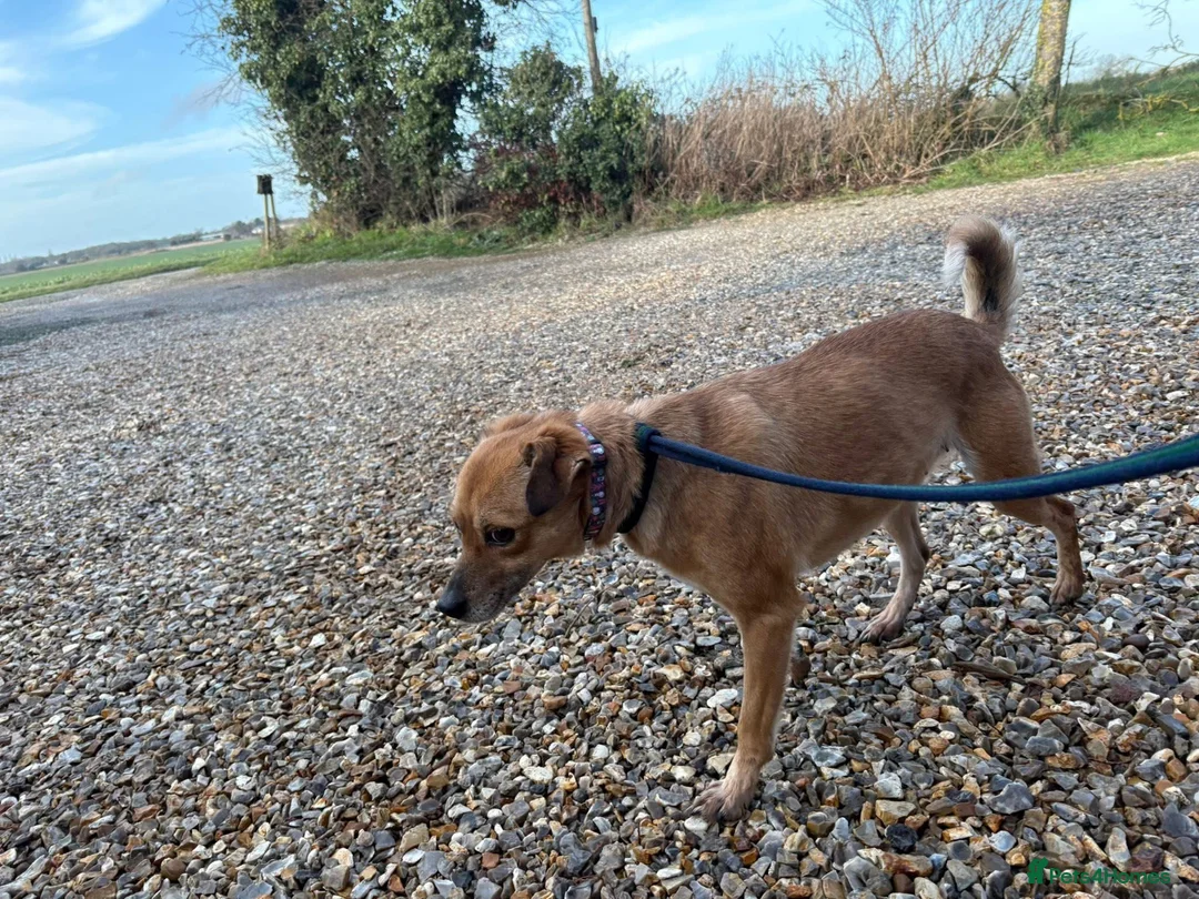 Mixed Breed dogs for adoption: Hazel - Norwich Norfolk  - Advert 13