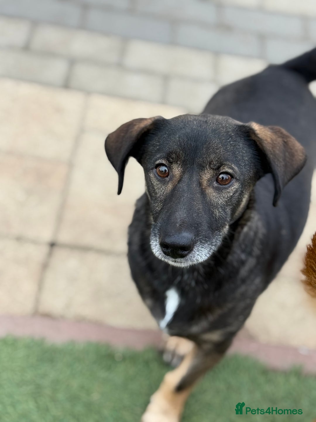 Mixed Breed dogs for adoption: Cute little Twix needs LoVE - Image 12