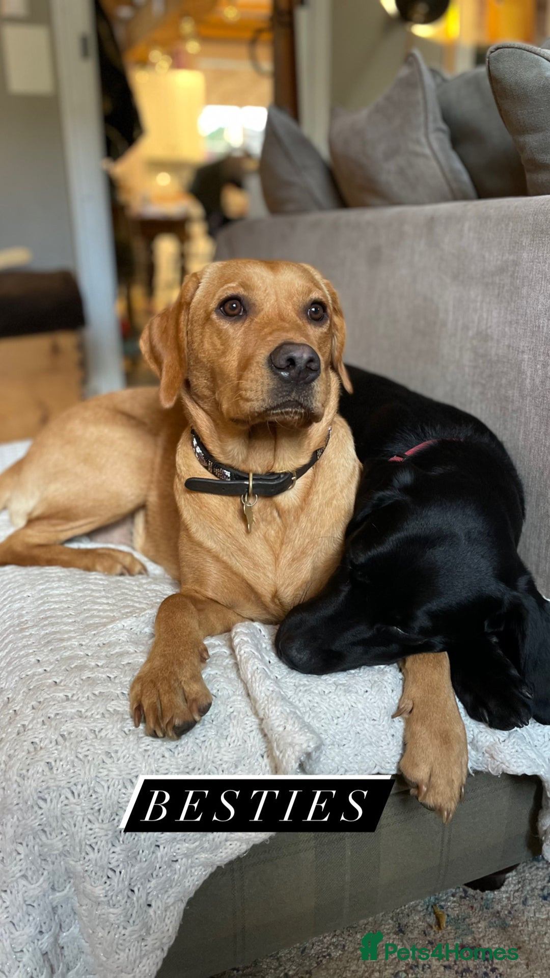 Labrador Retriever dogs for sale: Cotswold Born  Labrador Retriever Puppies. - Advert 5