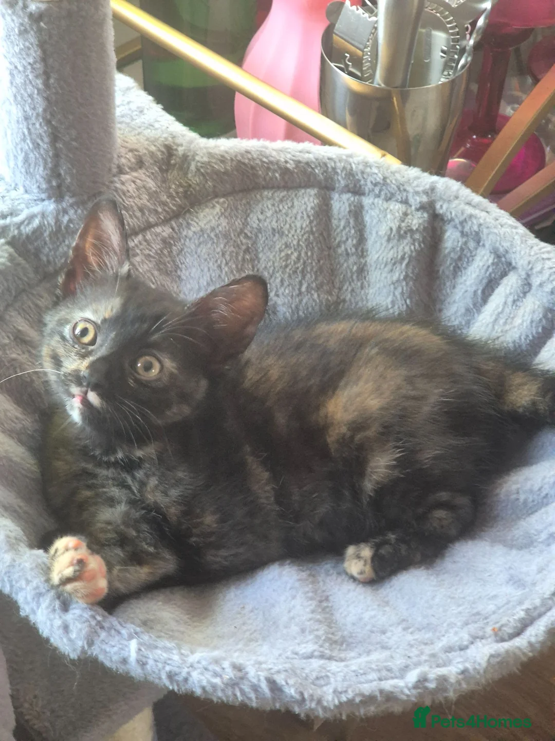 Domestic Shorthair cats for sale: Kittens for sale  - Advert 3