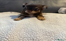 Chihuahua dogs for sale: Stunning litter of 5 long coat chihuahuas - Image 10