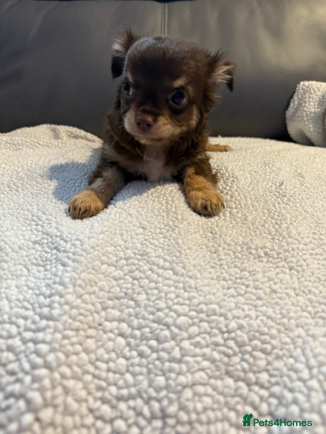 Chihuahua dogs for sale: Stunning litter of 5 long coat chihuahuas - Image 10