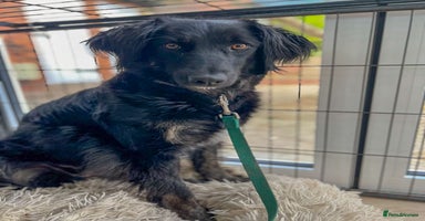 Mixed Breed dogs in Kidderminster - Advert 4