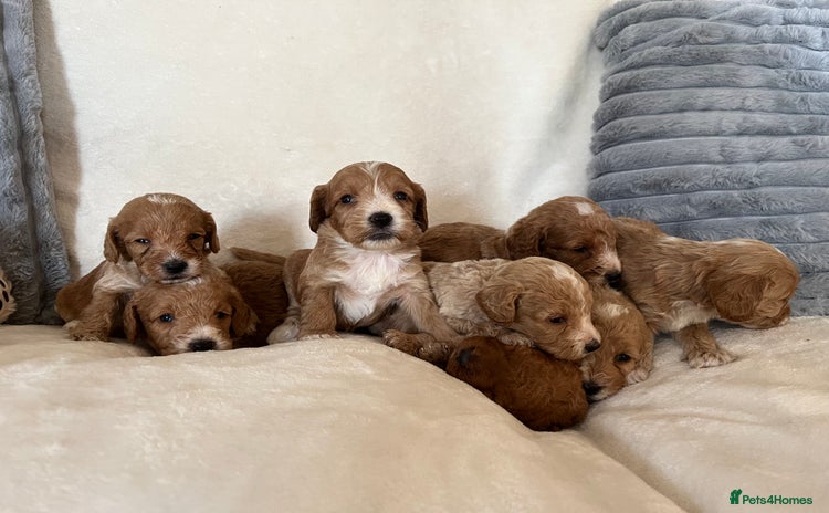 Cockapoo dogs Cockapoo puppies - DNA Health test clear  - Advert 12