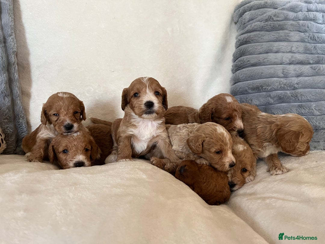 Cockapoo dogs for sale: Cockapoo puppies - DNA Health test clear  - Image 3