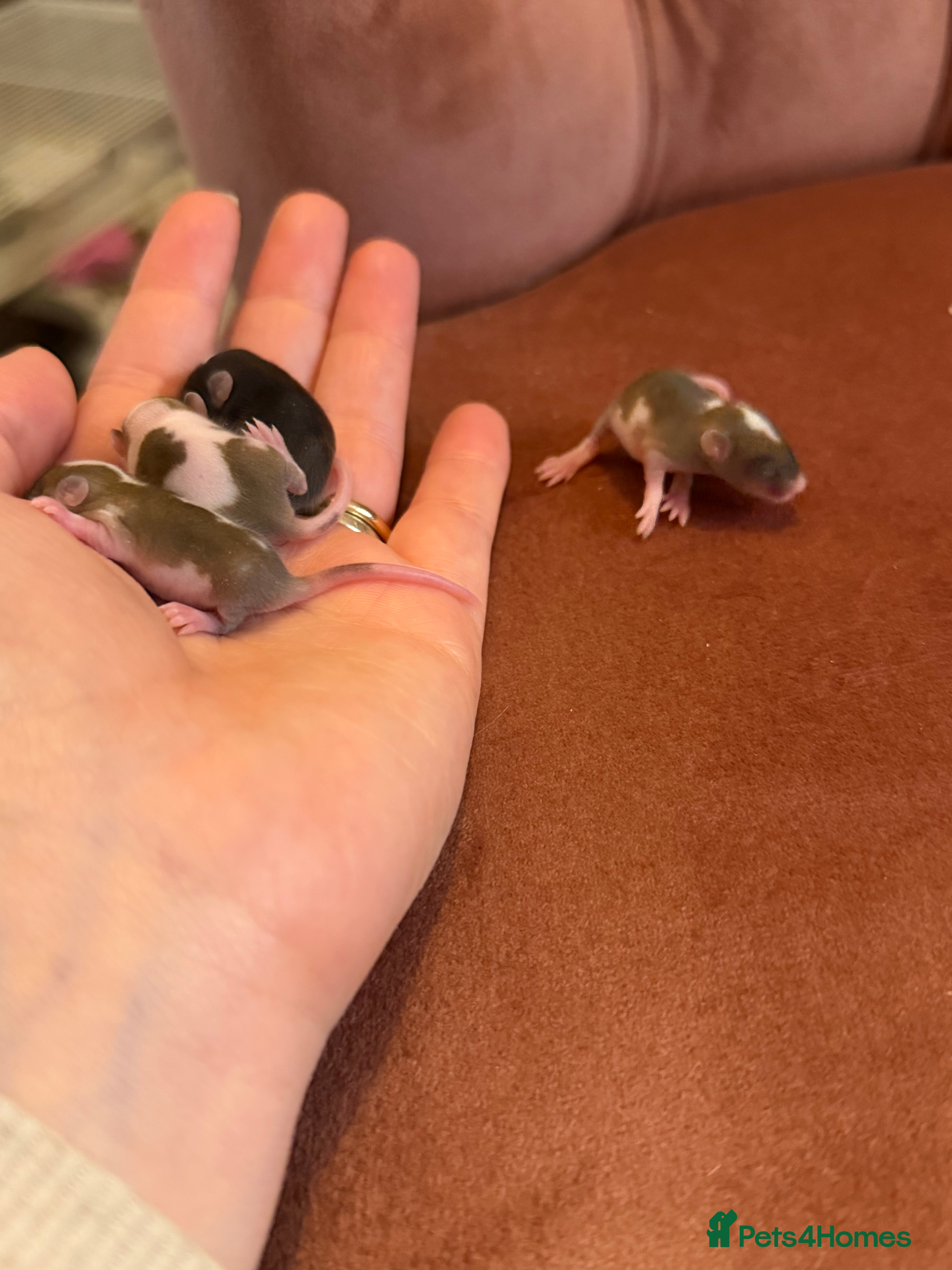 Mouse rodents Baby mice ( not ready )  - Advert 5