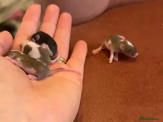 Mouse rodents Baby mice ( not ready ) - Advert 5