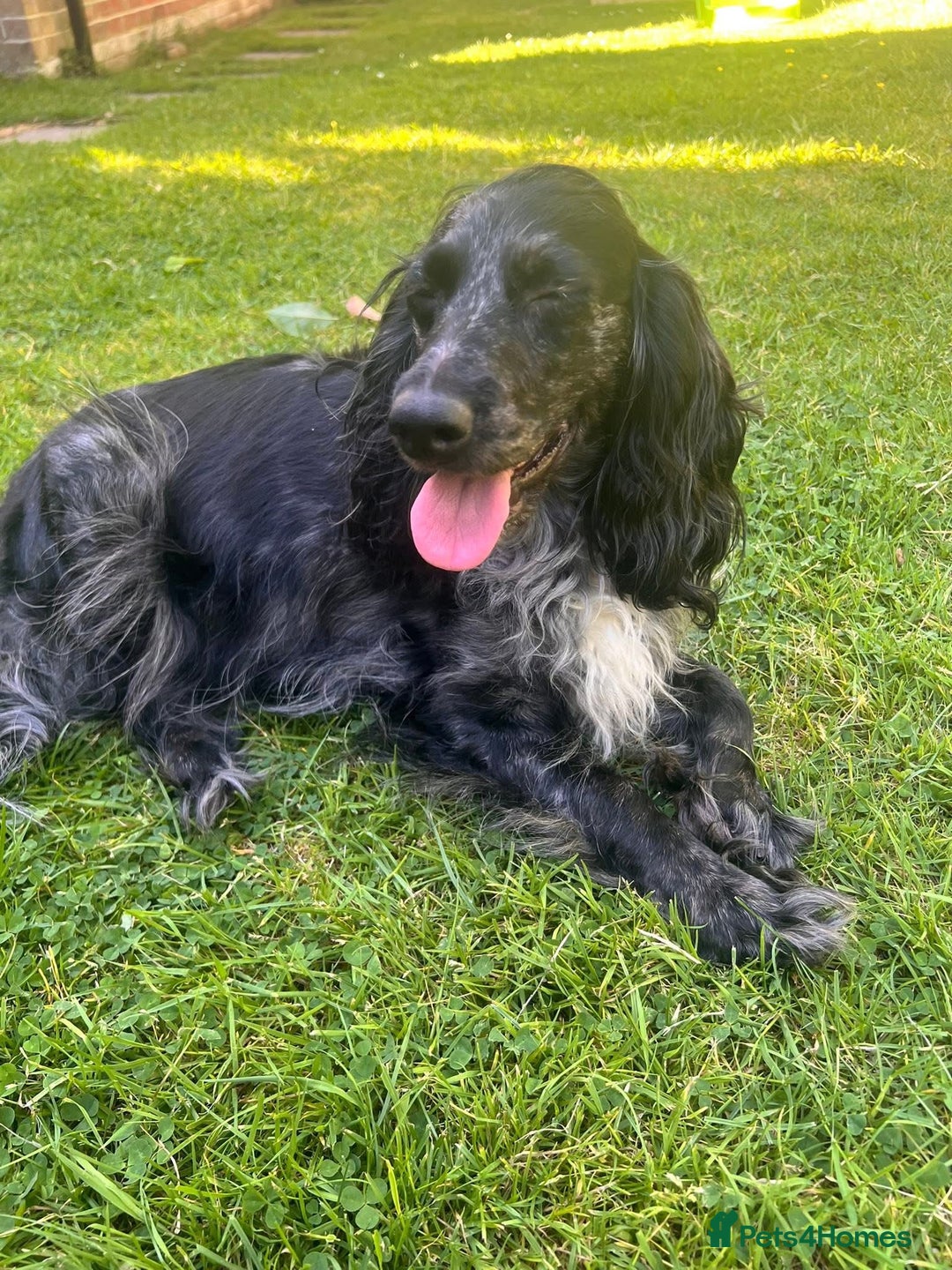 Cockapoo dogs for sale: Gorgeous F2b show type Cockapoo babies blue merles - Image 11