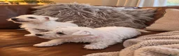 West Highland Terrier dogs for sale: 2 Girl West Highland Terriors Remaining!! - Advert 3