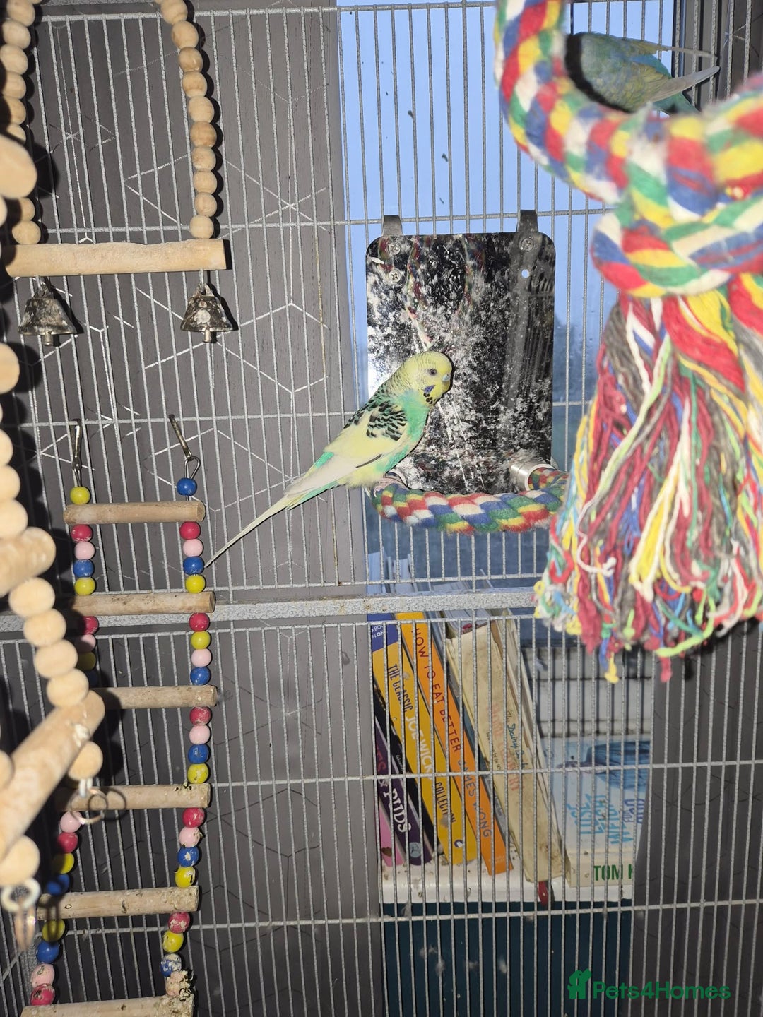 Budgerigars birds for sale: Reboming my budgies with set up - Advert 4