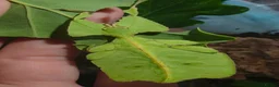 Beetles invertebrates for sale: Dicronorrhina derbyana blue beetles+other inverts - Advert 3