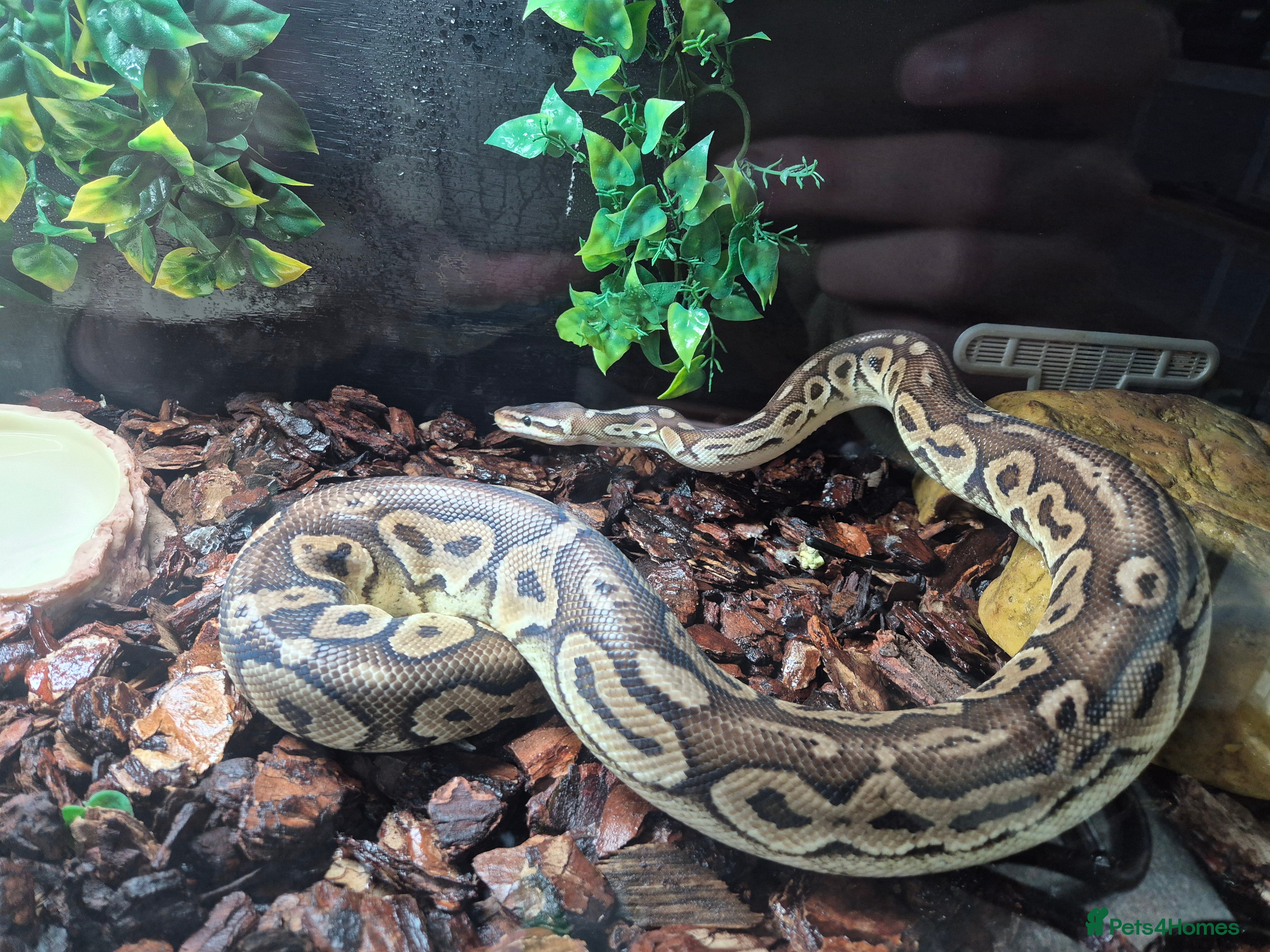 Python Snake reptiles Female Ball Pyhton - Advert 1