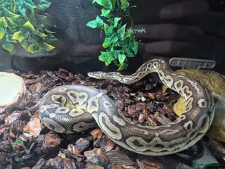 Python Snake reptiles Female Ball Pyhton - Advert 1