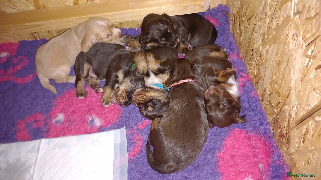 Cocker Spaniel dogs for sale: Chocolate & Tan, Working cocker boys available! - Image 12