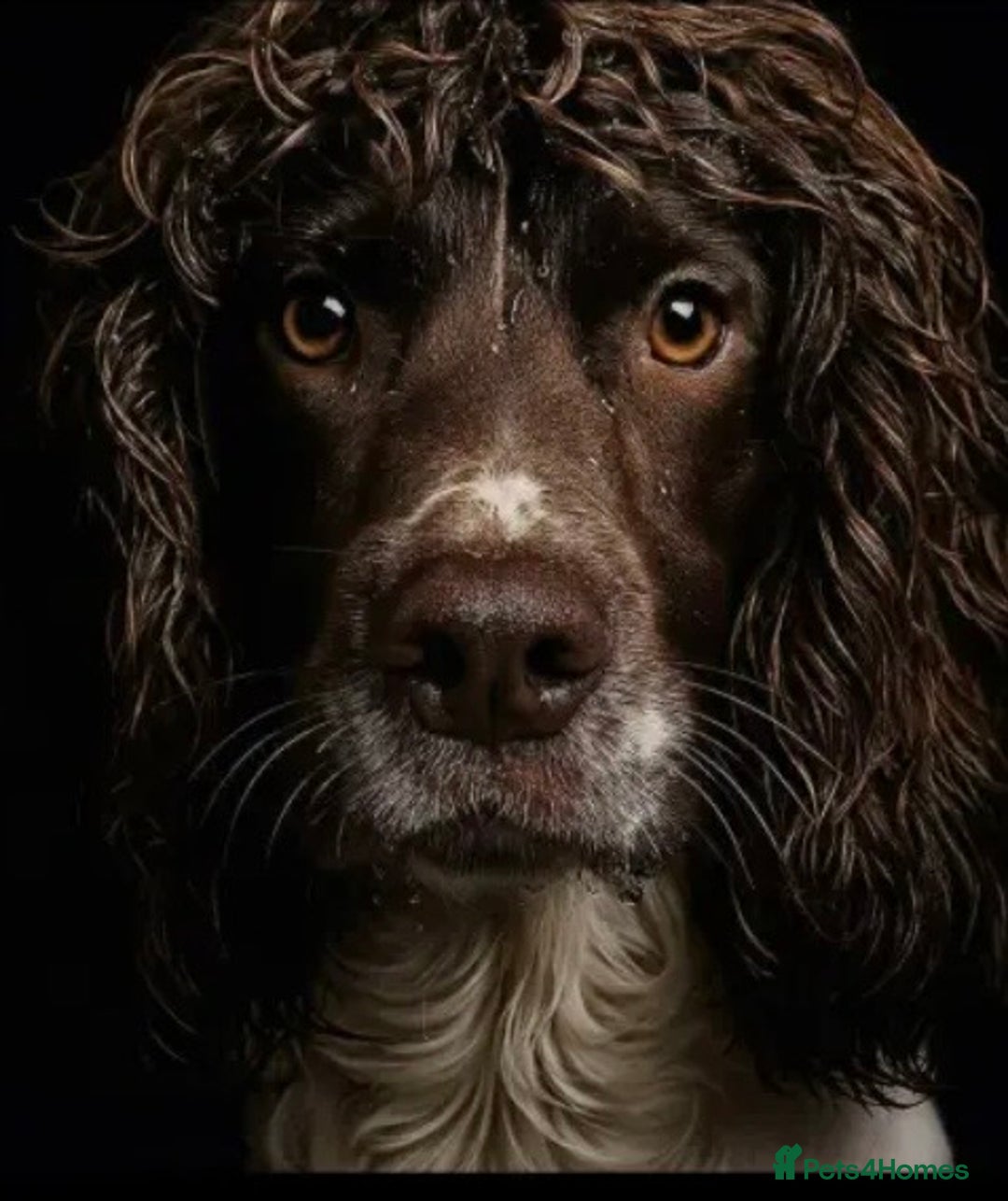 English Springer Spaniel dogs for sale: Beautifully marked, kc registered, legally docked. - Advert 10