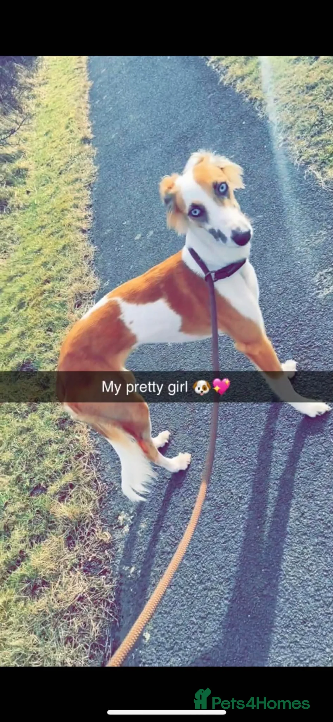 Mixed Breed dogs for sale: REHOME saluki collie - Advert 1