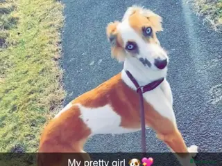 Mixed Breed dogs REHOME saluki collie - Advert 1