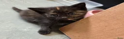 Mixed Breed cats for sale: Beautiful Fluffy Kittens Looking for Forever homes - Advert 30