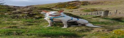Ibizan Hound dogs for adoption: Vivian - gentle, sweet Podenco in Ayr - Advert 4