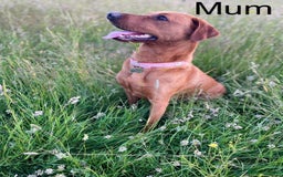 Labrador Retriever dogs for sale: 10 Beautiful Fox Red Labrador Puppies - Image 3
