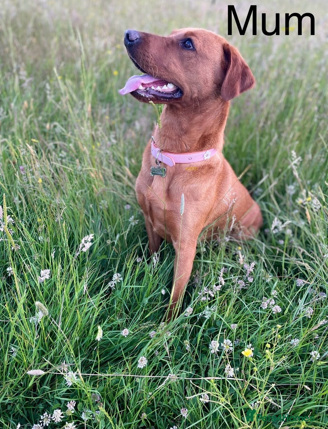 Labrador Retriever dogs for sale: 10 Beautiful Fox Red Labrador Puppies - Image 3