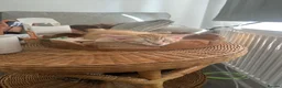 Mixed Breed cats for sale: Two male kittens just over 10 weeks  - Advert 9